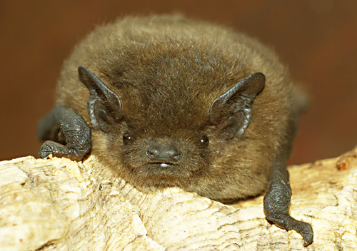 Pipistrello di Nathusius (Pipistrellus nathusii)