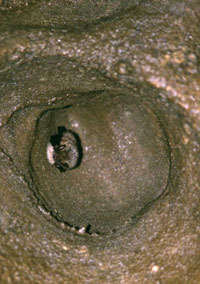 Myotis emarginatus: nella grotta si colloca preferenzialmente all'interno di fessure o piccole cavità della volta.